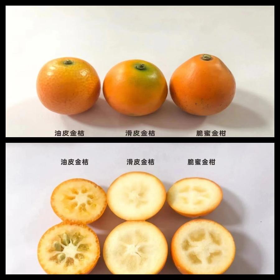 高清微距拍摄的金桔横切面,清晰展示果肉结构:左侧脆蜜金桔果肉饱满、汁囊发达、种子少;右侧滑皮金桔果肉稍松散、可见少量白色维管束,果心略空,两者的汁液渗透情况形成对比 金桔切面特写图