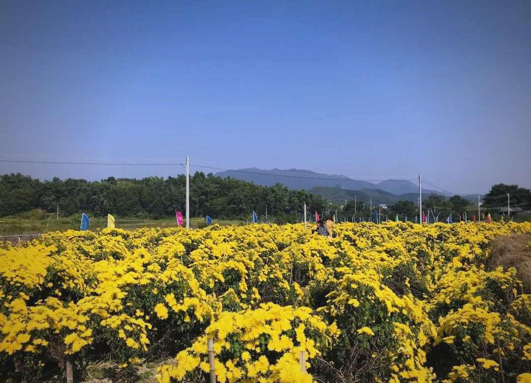 野菊花田与阳光交织