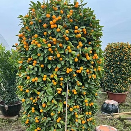 家庭金桔树修剪示范图