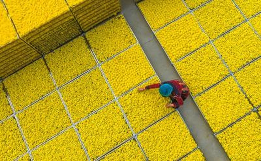 三亚崖州区小黄瓜采收分级包装线实景