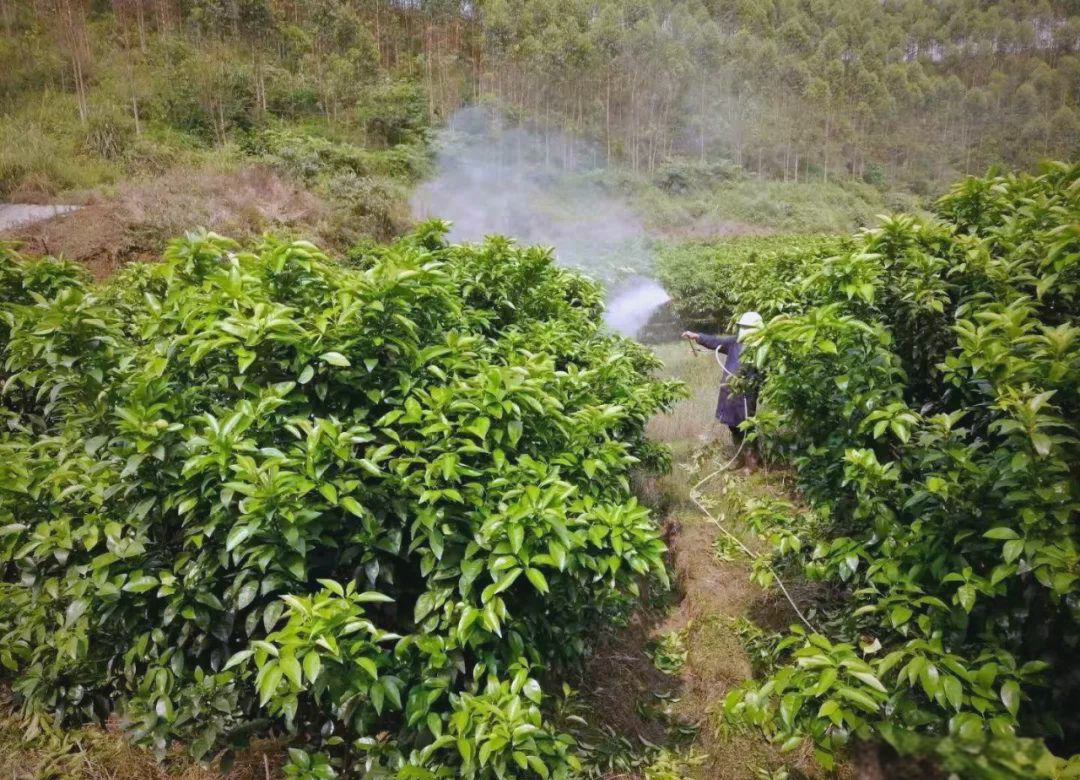 沙糖桔果园喷药作业现场