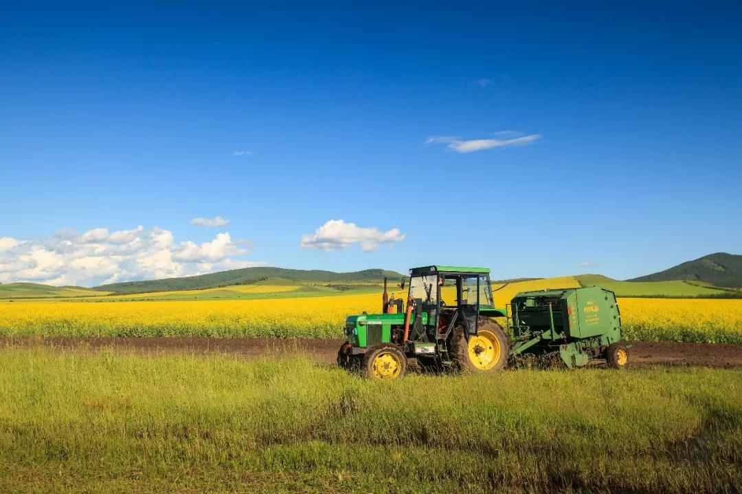 一片金黄色的油菜花田进入成熟期,农民正在使用联合收割机进行机械化收割,田间道路旁堆放着装满油菜籽的麻袋,背景为春季晴朗天空,展现现代农业规模化种植景象 油菜丰收场景