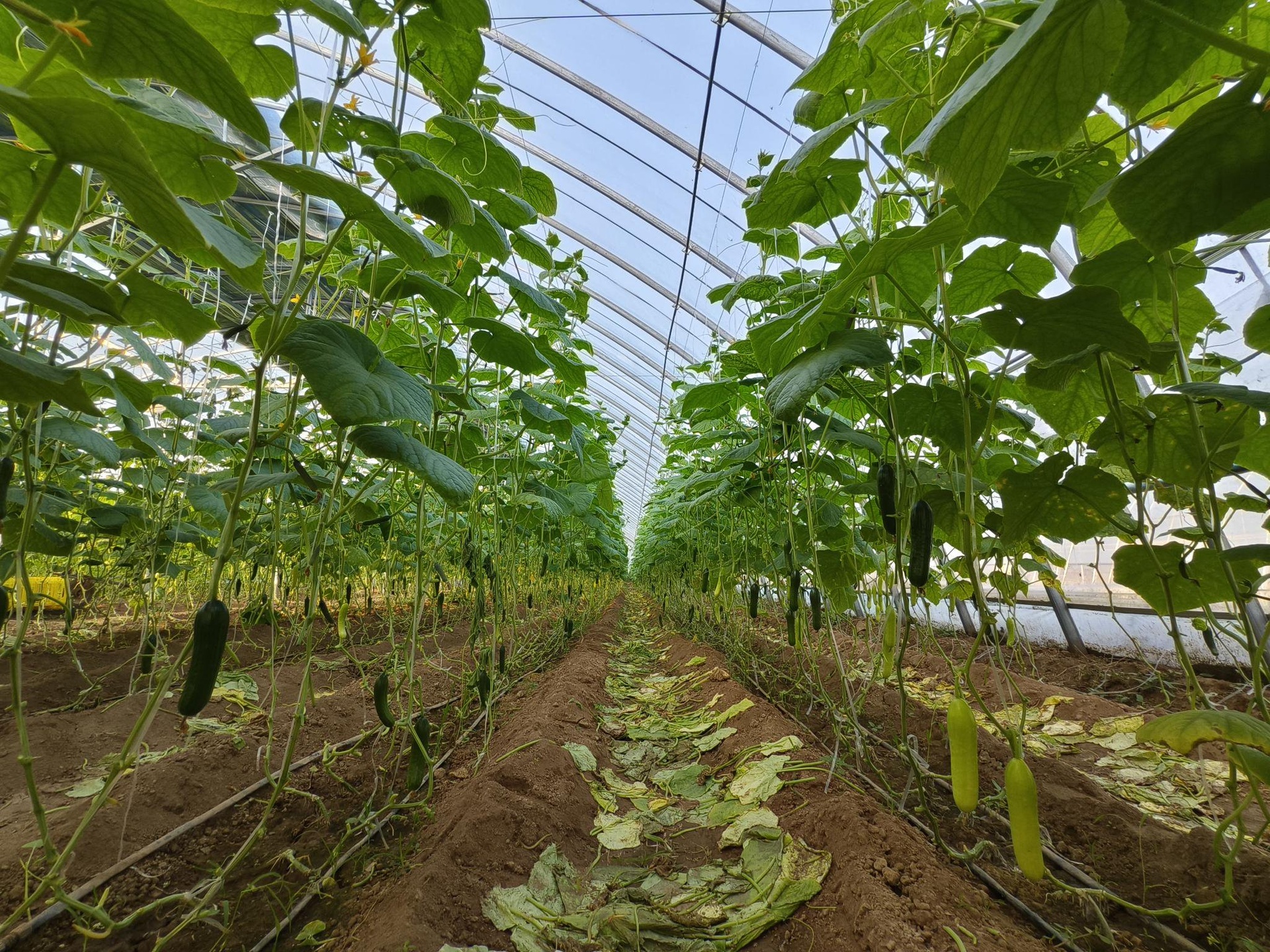 照片显示一座标准日光温室内,左侧区域为悬挂式黄瓜植株,配有蓝色滴灌管;右侧为番茄植株,采用红色标识的吊穗绳,中间有明显的过道分隔,上方安装有独立的通风口和温湿度传感器 设施大棚内番茄与黄瓜分区种植实景图