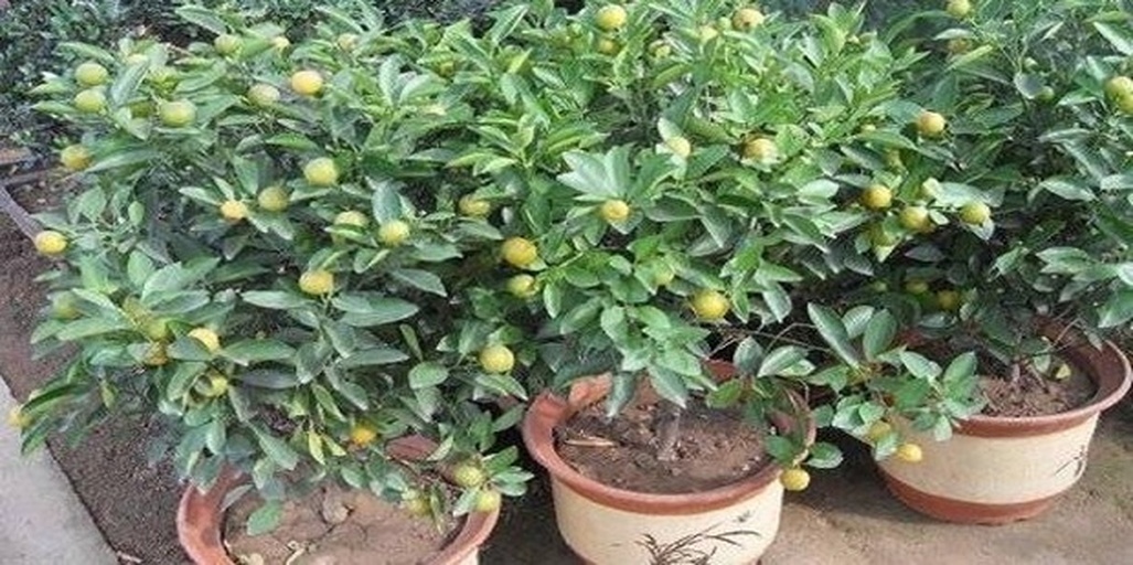 金桔树在阳台花盆中生长的特写