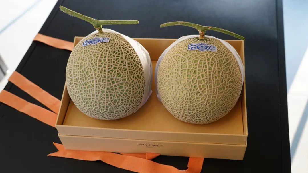 一张餐桌上的精致摆拍:左侧为印有‘醇蜜网纹瓜’品牌的礼盒包装,打开后内衬海绵固定瓜体;右侧为透明玻璃果盘盛放切成花瓣状的醇蜜网纹瓜块,果肉翠绿晶莹,旁边点缀薄荷叶与蓝莓,背景为简约家居风格,体现高端生活场景 醇蜜网纹瓜礼盒与切果拼盘展示