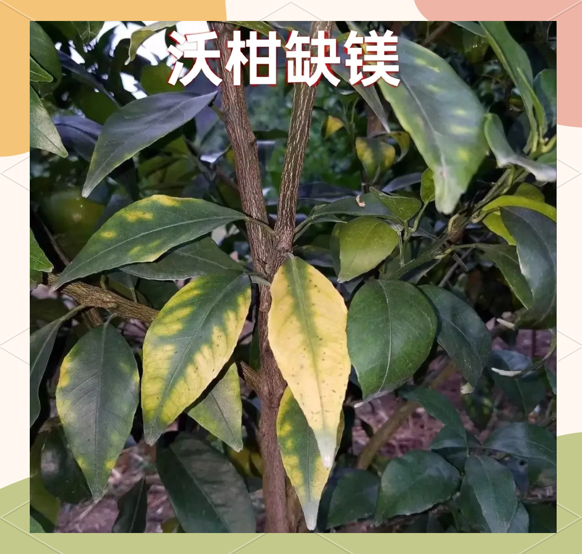 一株黄瓜植株的中下部叶片出现明显的叶脉间黄化现象,叶脉保持绿色,叶片边缘略卷曲,整体呈现典型的缺镁症状,背景为温室栽培环境 黄瓜缺镁黄化症状特写