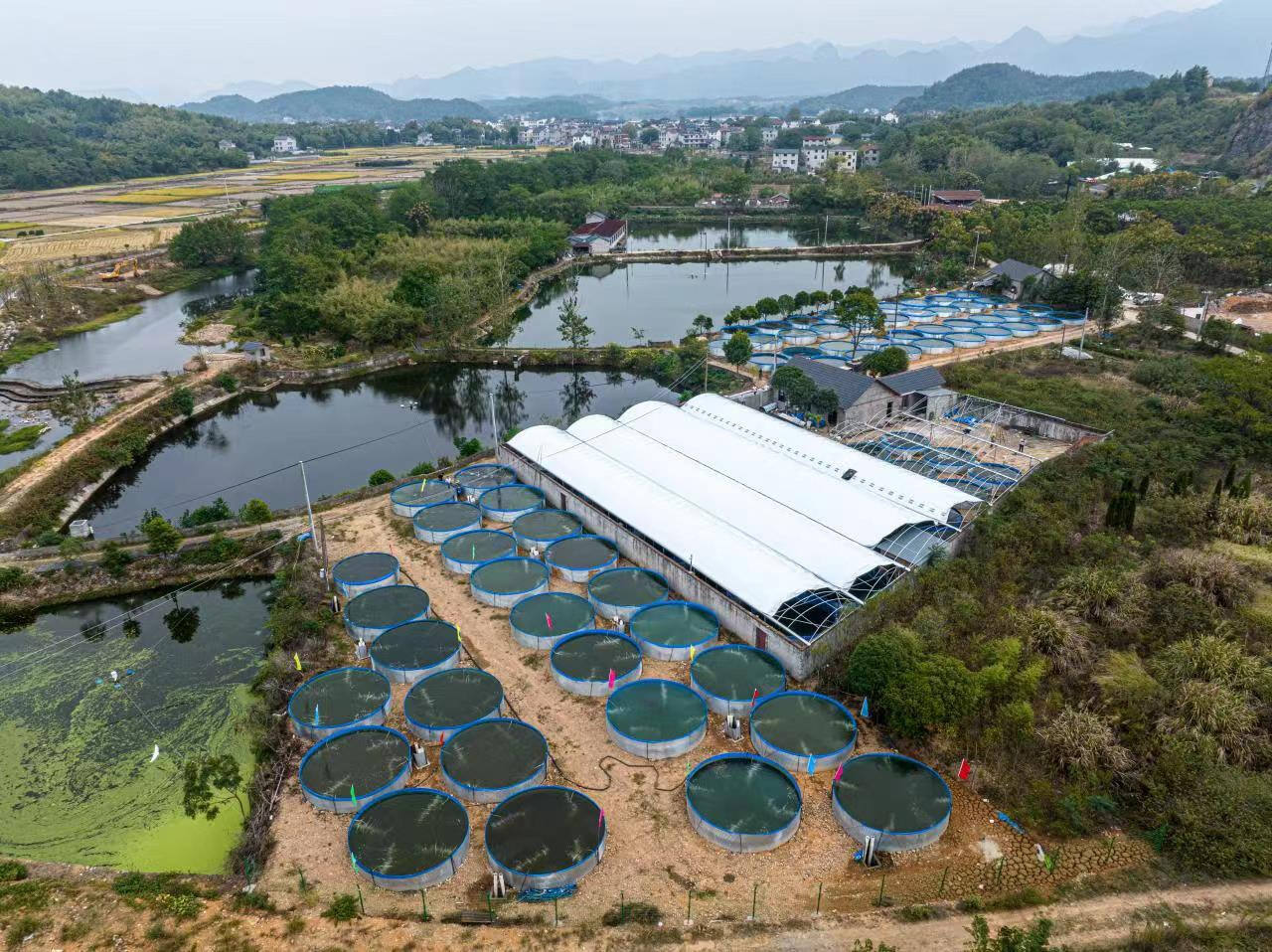 广东佛山南海鳜鱼养殖基地航拍图：整齐排列的圆形跑道式循环水养殖池，水面泛起细密气泡，池边标注“鳜鱼专用生物滤池”及实时水质监测屏（DO:6.8mg/L, pH:7.2）