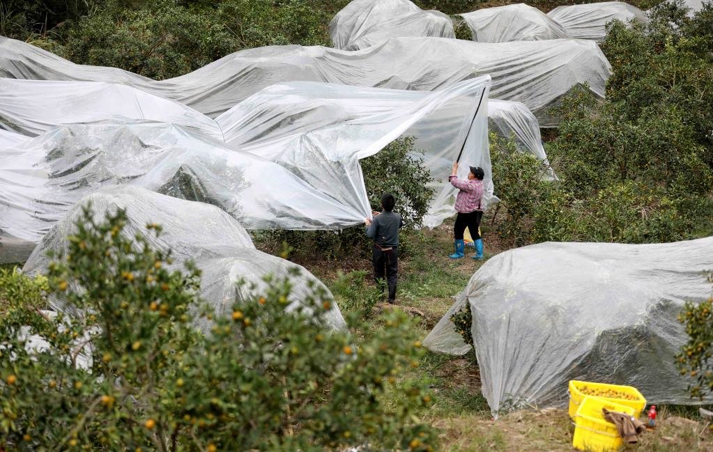 技术人员在果园中进行地膜覆盖防冻处理 东魁杨梅花期防冻措施
