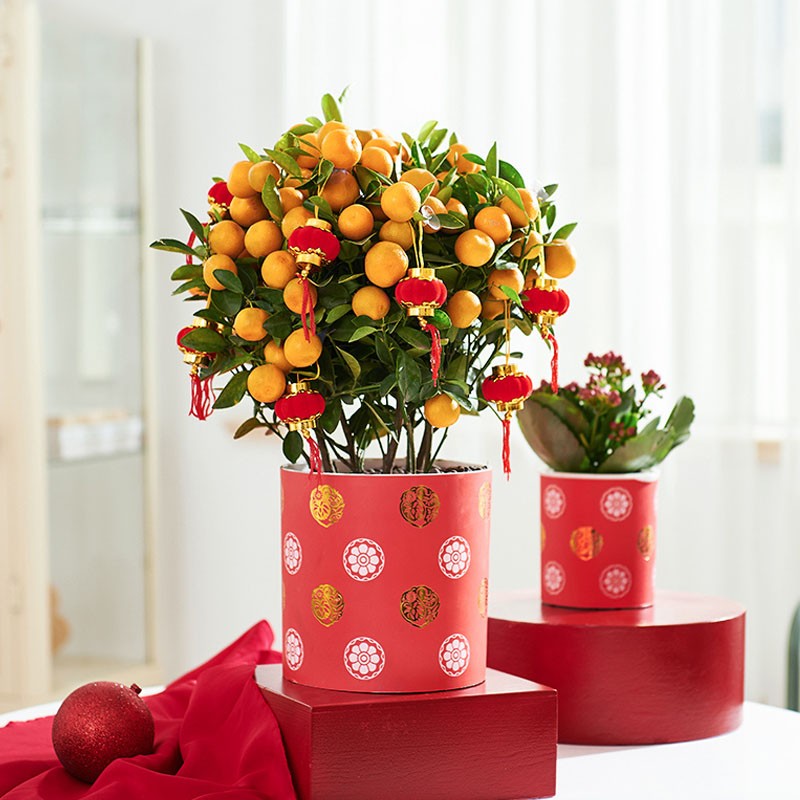 春节期间客厅中摆放的金桔树,象征吉祥如意和新年好运 金桔树在节日中的装饰效果