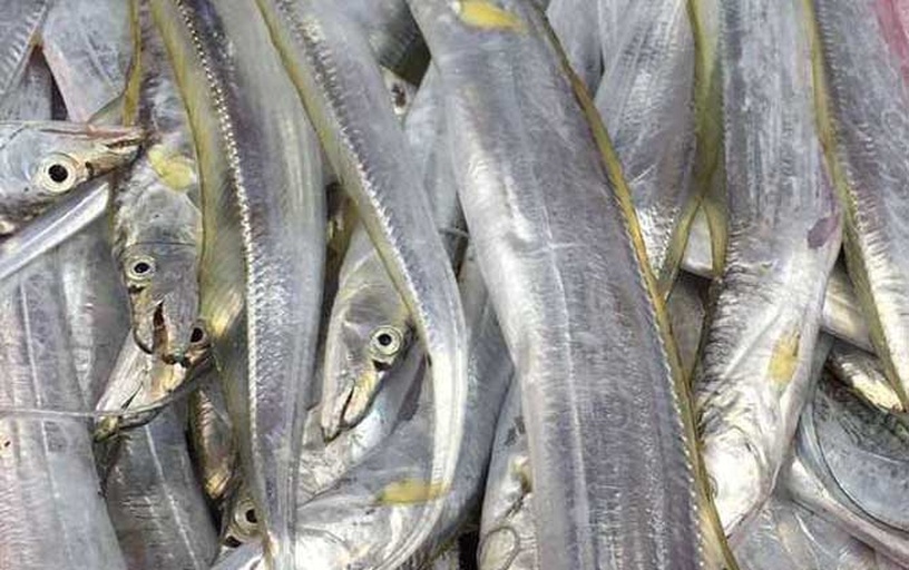 新鲜带鱼展示图