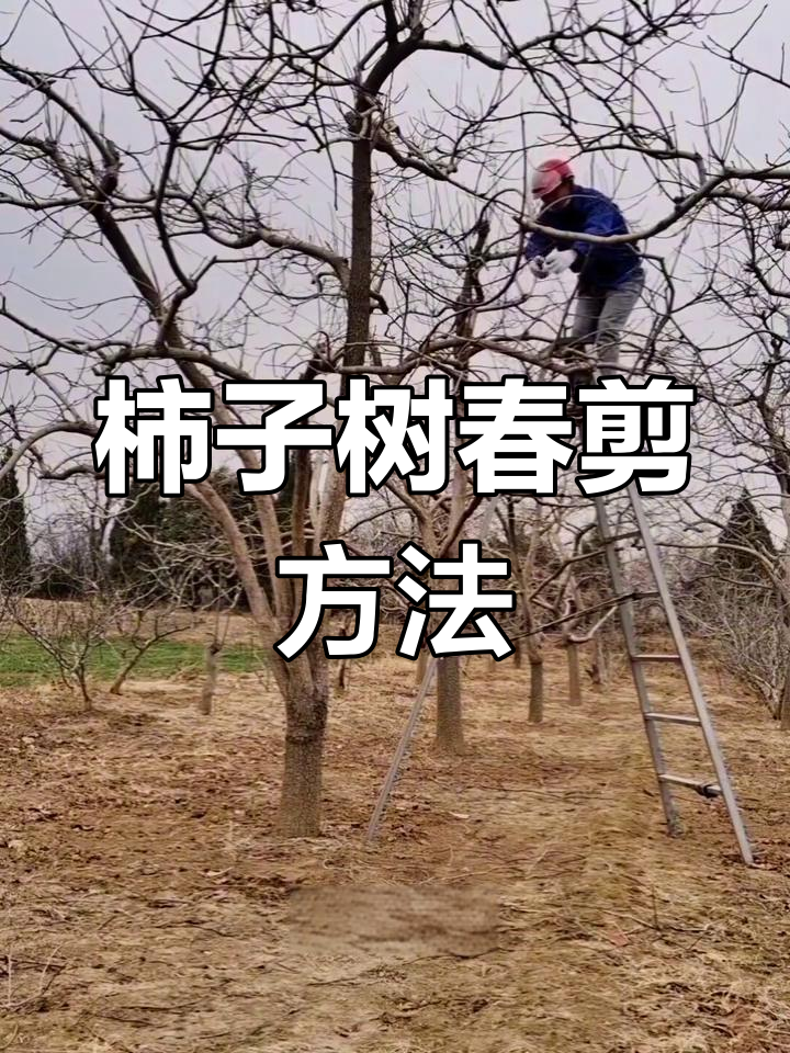 脆甜柿子冬季修剪示意图