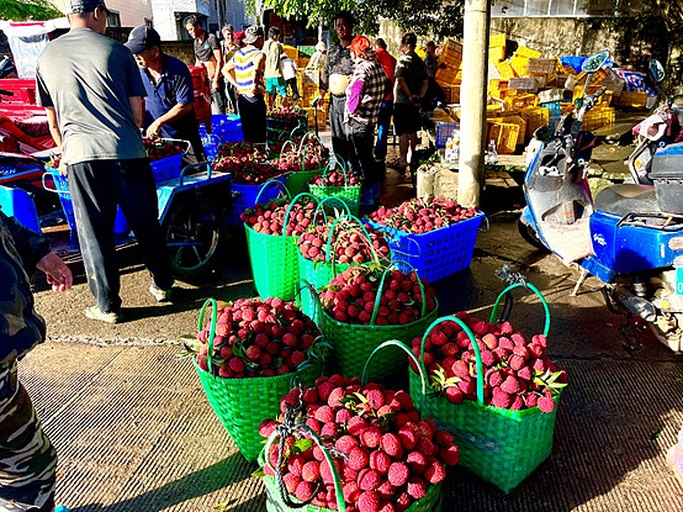 一位农民正在荔枝园中手工采摘南红荔枝,手持剪刀从枝条上剪下成串果实;阳光透过树叶洒落,果实颜色鲜艳,背景可见其他工人在不同位置作业,远处有运输筐和冷链车 南红荔枝采摘场景