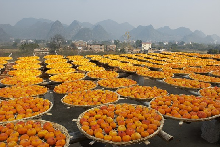 村民晾晒柿饼场景