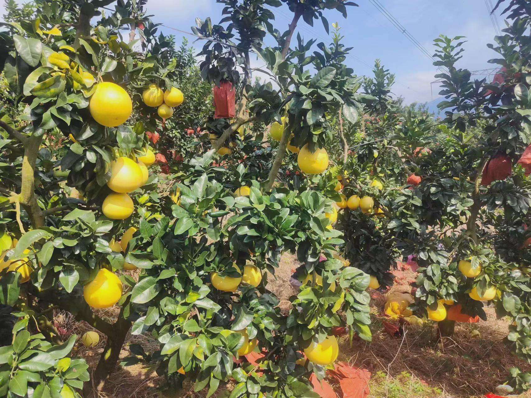 柚子果园成熟果实特写