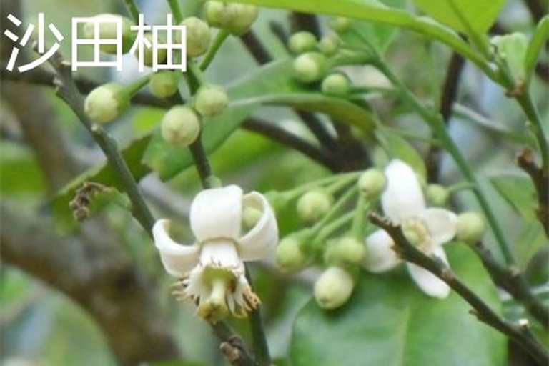 一朵完整的沙田柚花正面特写,五瓣白色花瓣展开,中心可见密集黄色雄蕊和突出的绿色雌蕊柱头,背景为翠绿叶片,花朵处于初开状态,显示健康发育的典型形态 沙田柚花特写
