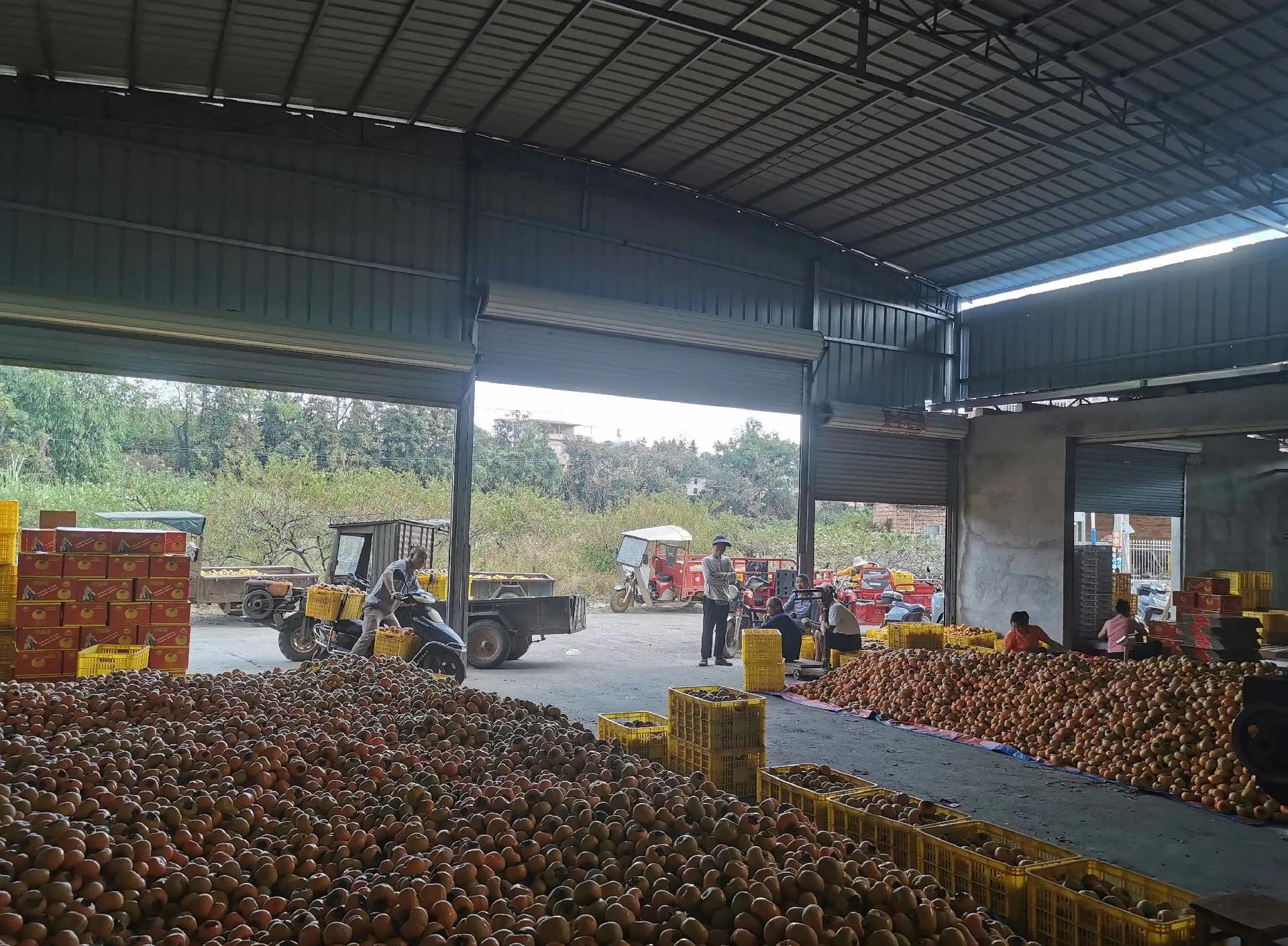 现代柿子冷藏脱涩车间内部图