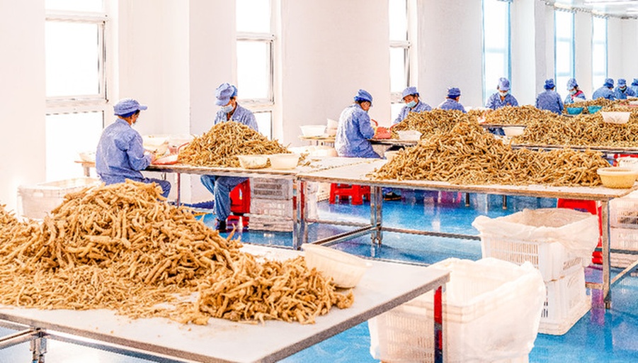 北柴胡现代化加工厂内部