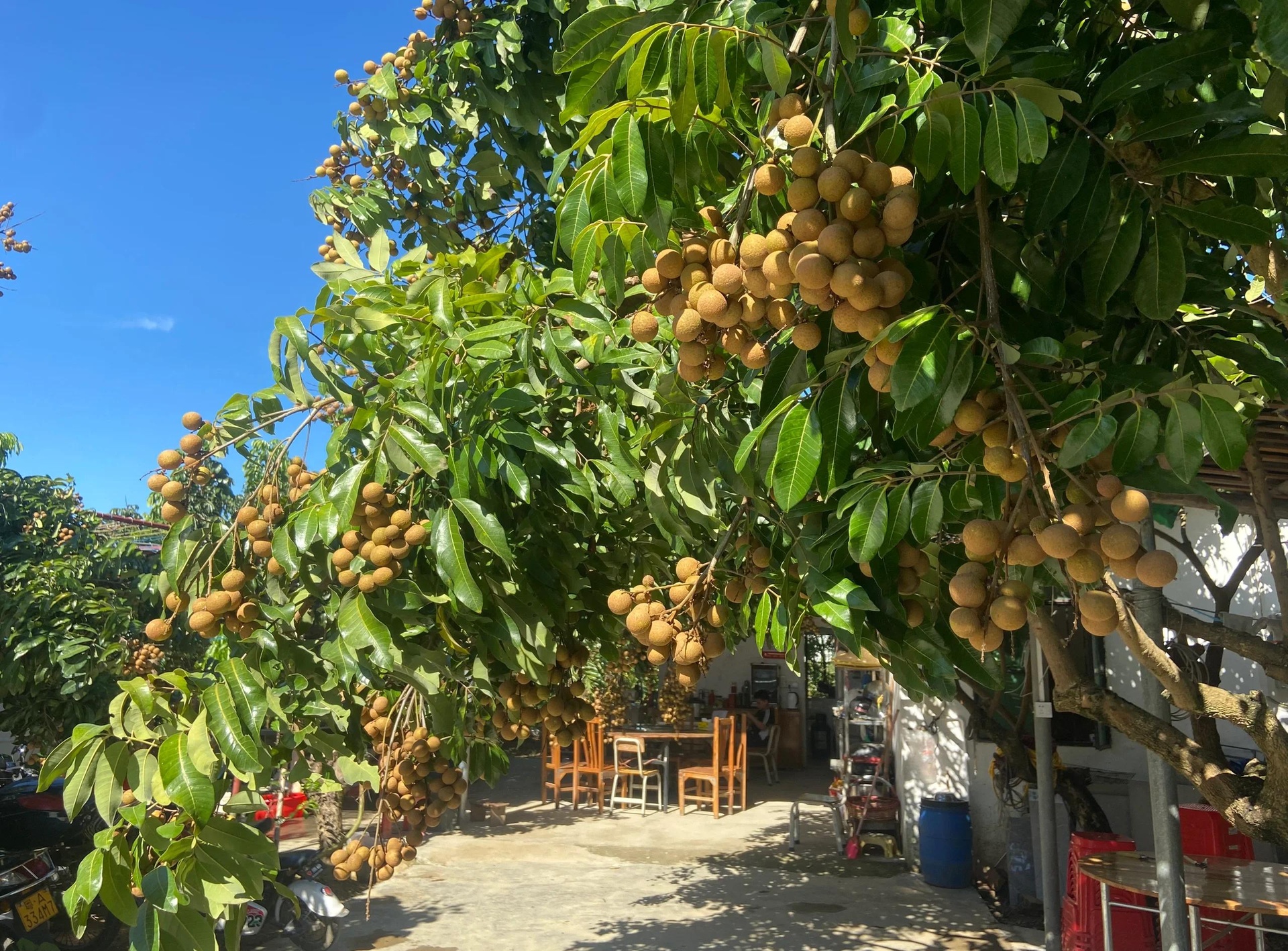 一片茂盛的肉龙眼果园,树上挂满成串金黄色的成熟果实,阳光透过树叶洒在果穗上,几名果农正在手工采摘,使用竹篮收集,背景可见远处山丘和蓝天,展现丰收季节的田园景象 果园丰收场景