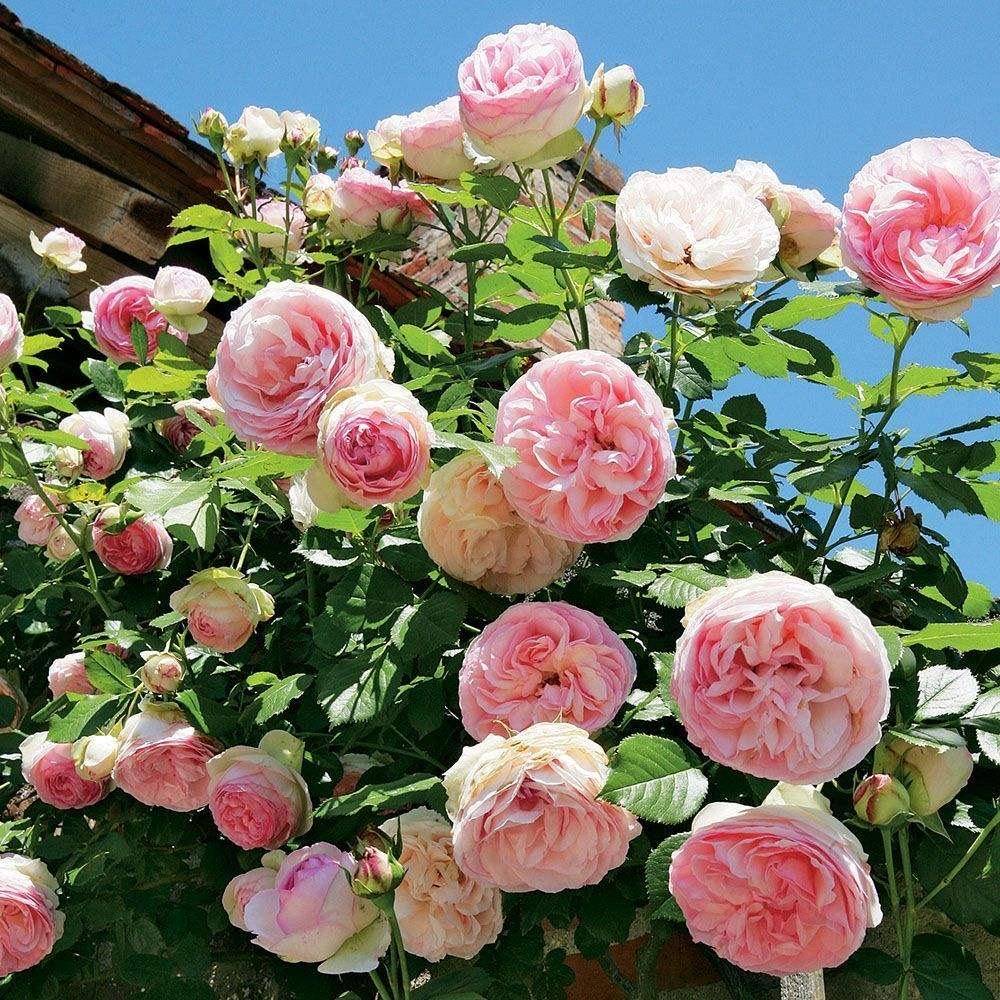 夏日阳光下的玫瑰盛开,花瓣饱满,色彩鲜艳,蜜蜂在花间穿梭采蜜 夏日盛放