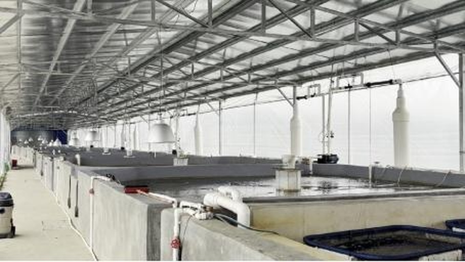 标准化玉鸟养殖笼舍布局示意图