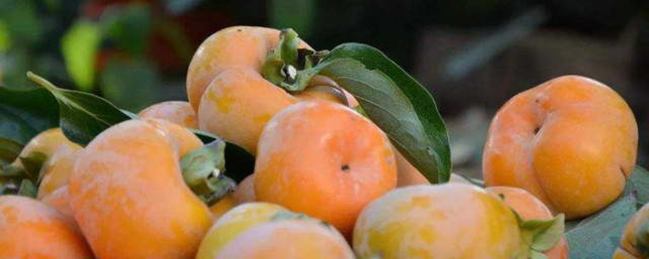 柿子新鲜采摘特写