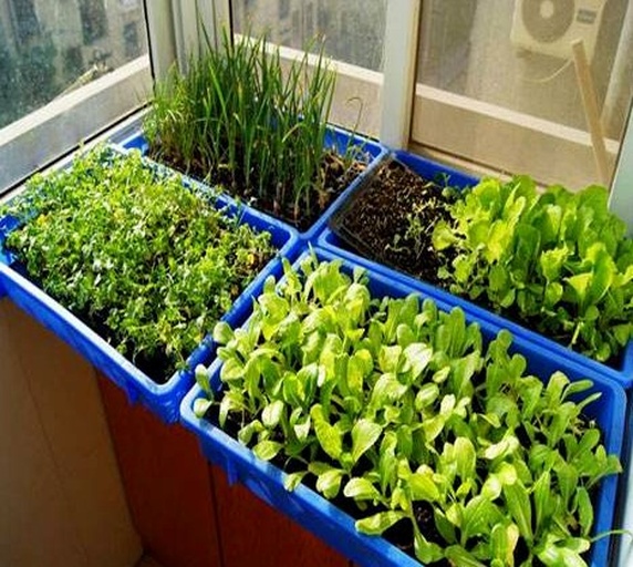 一个现代城市公寓的阳台角落,摆放多个塑料或陶瓷花盆,每个花盆中均生长着翠绿色的香菜植株,叶片鲜嫩饱满;花盆旁放置小型喷壶和园艺剪刀,背景可见窗户和远处楼宇,整体呈现温馨自然的家庭种植氛围 家庭阳台香菜盆栽实景图