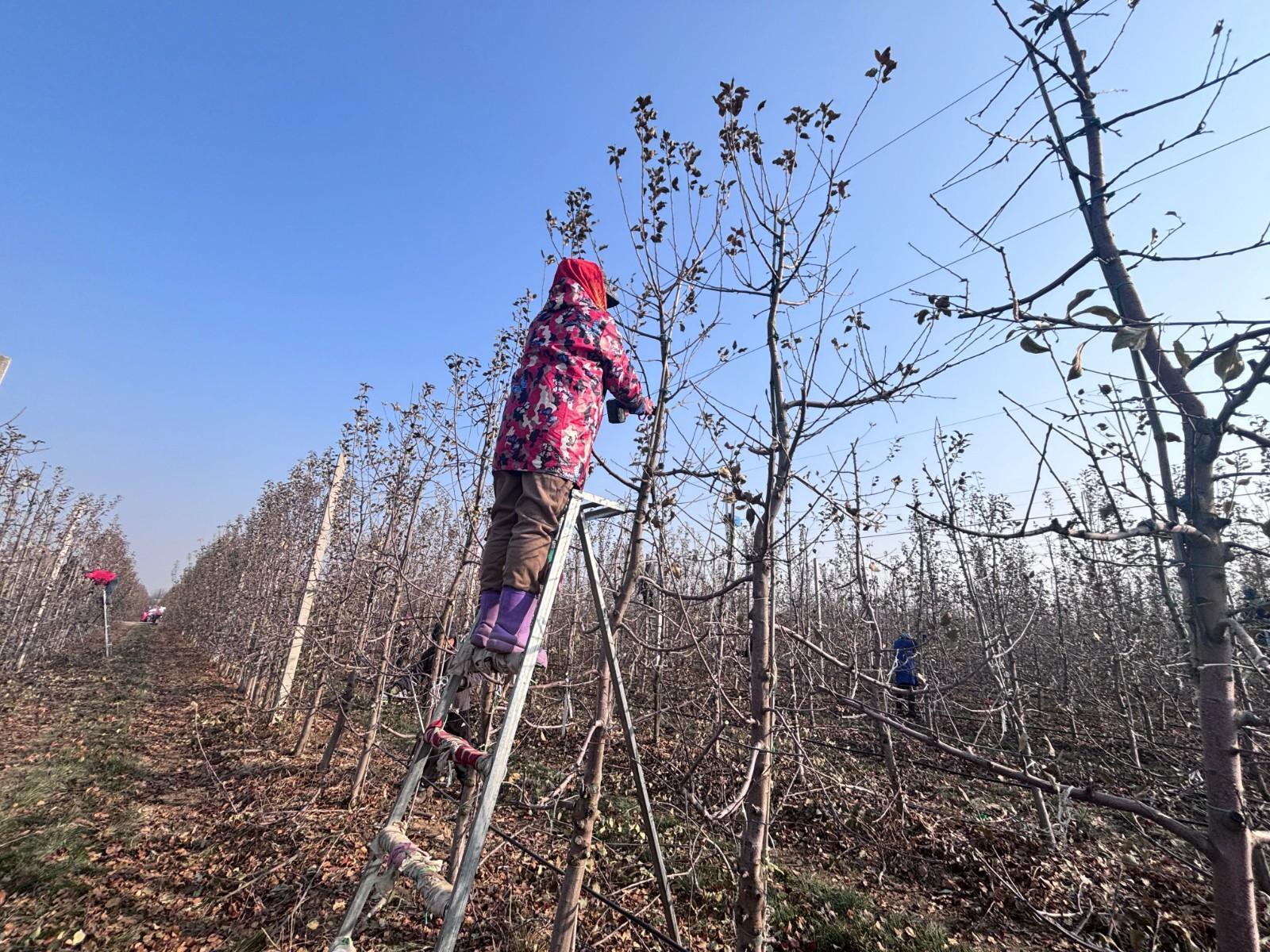 夏季石榴摘心与疏枝操作现场