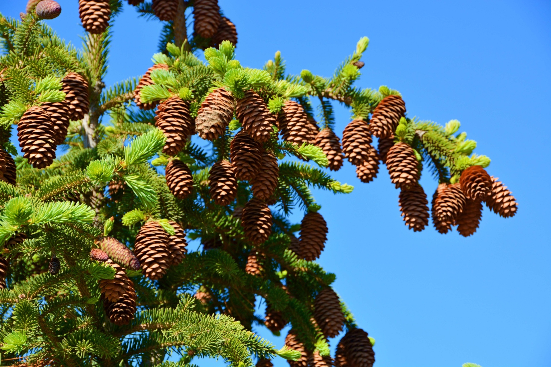 成熟蓝田白皮松球果开裂状态与手工剥出的完整白松籽对比图,展示褐色带条纹的种皮、椭圆形饱满籽粒,背景为传统竹筛与木制容器,体现原生态加工场景 蓝田白皮松球果与去壳松籽特写