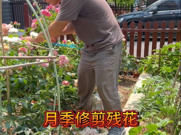 丰花月季修剪与施肥场景