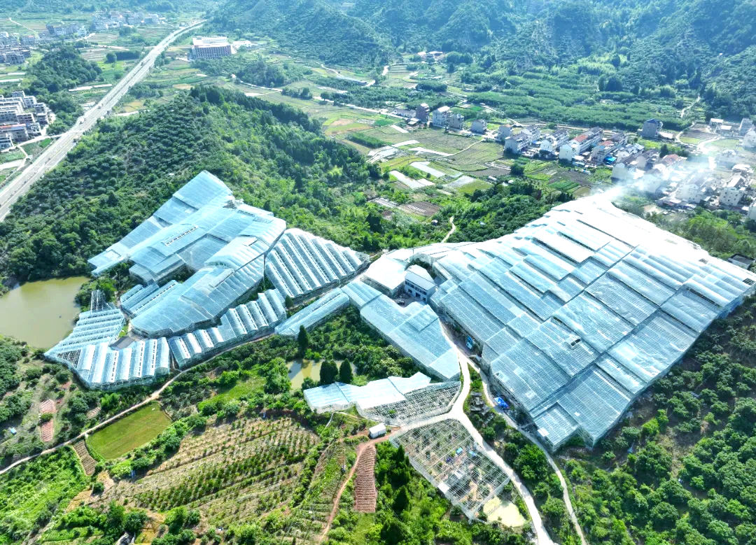四季小玫瑰杜鹃花种植基地航拍图