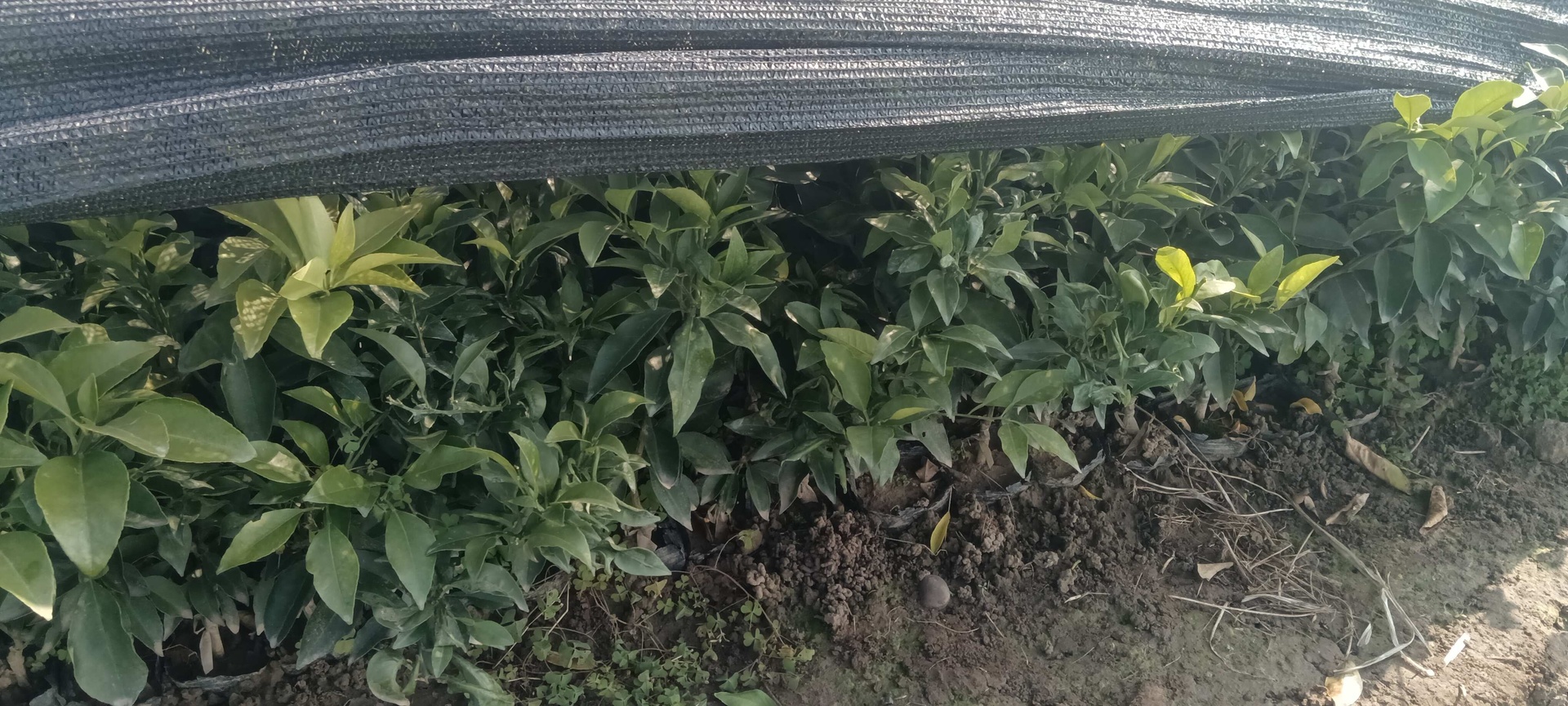 柑桔幼树田间管理实景图