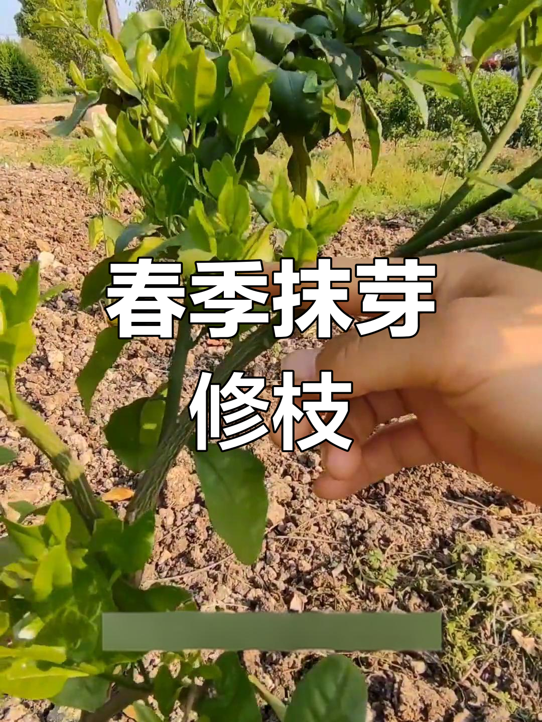 车厘子春季修剪与涂白处理