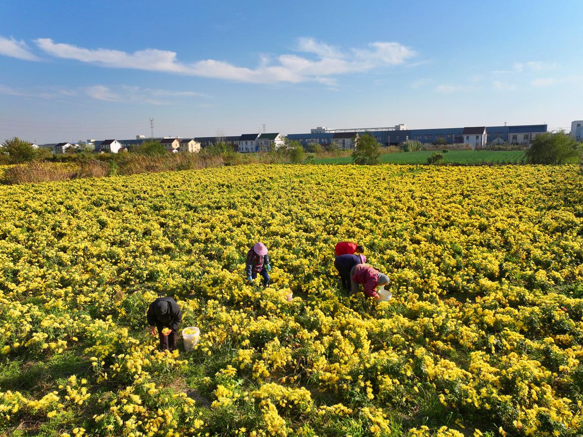 野菊花田间采收作业场景