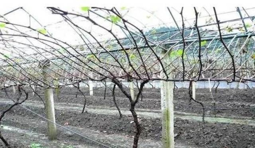 葡萄种植支架结构示意图,展示V形架和篱笆架的搭建方式 葡萄种植支架结构示意图