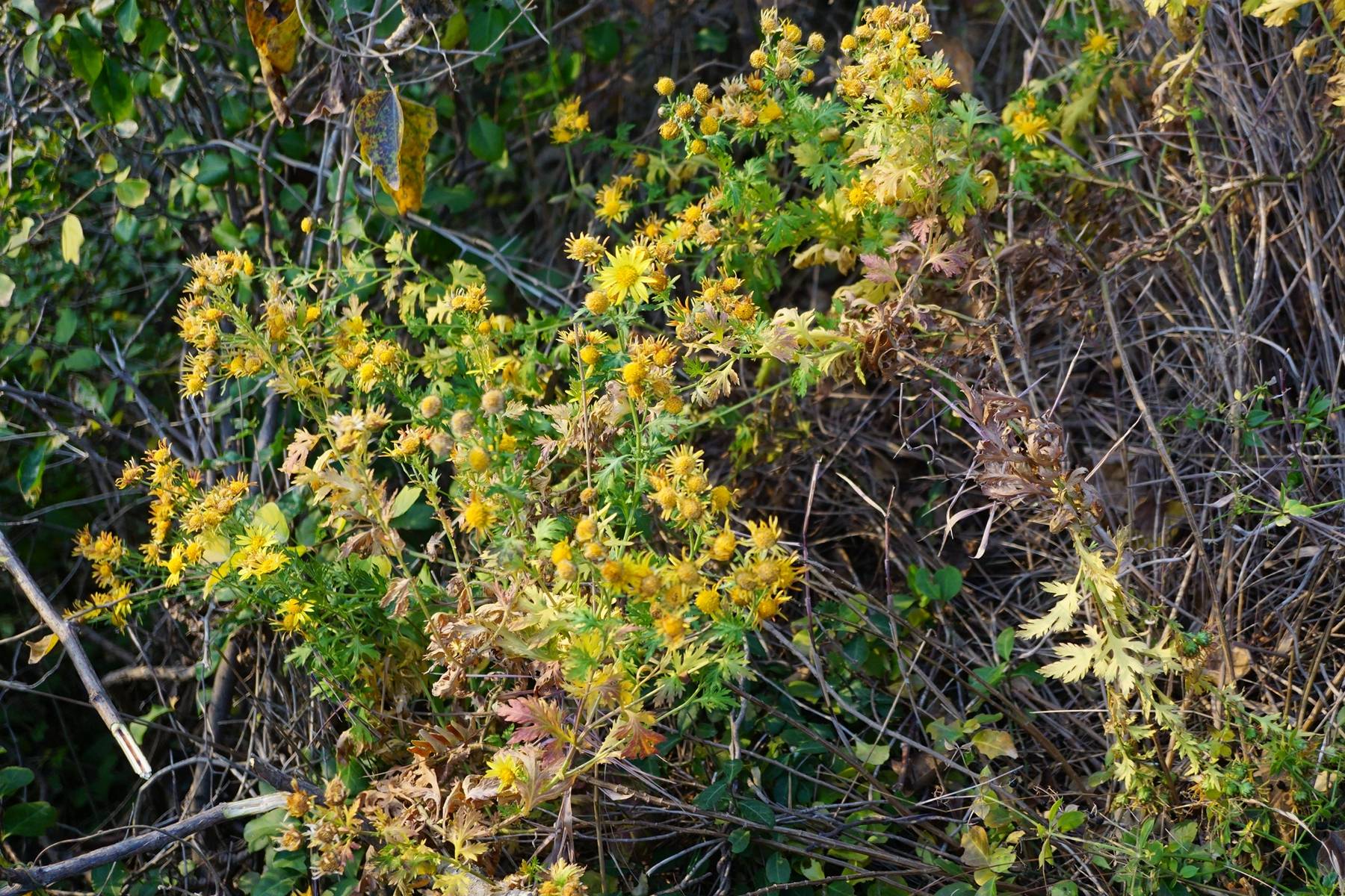野菊花在山坡上成片开放的自然景象
