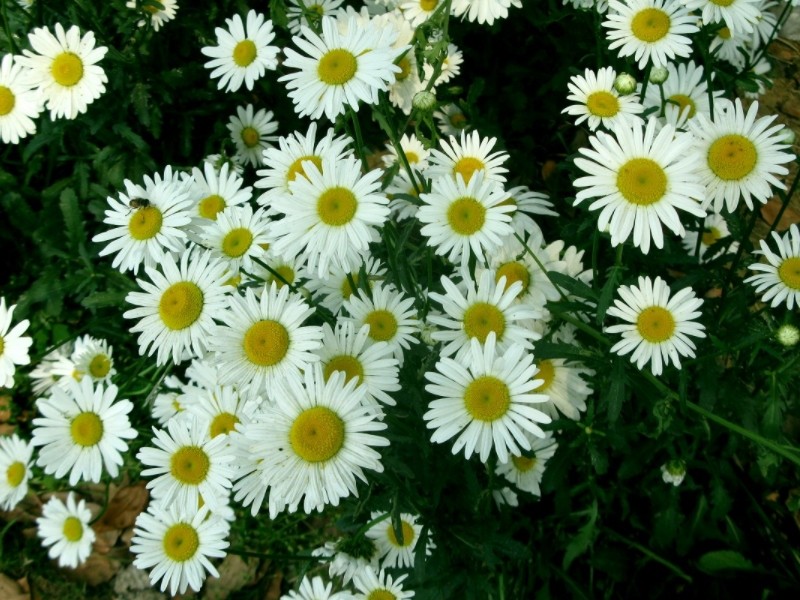 原创手绘插画:童趣视角诠释‘雏菊花开’主题,融合成长、观察与自然教育元素,风格温暖治愈,强化情感共鸣 儿童手绘风格插画:卡通小女孩蹲在花园里,伸出手指轻触一朵仰头盛开的雏菊;周围环绕五朵不同角度的雏菊(含含苞、初绽、盛放、将谢状态),画面清新明快,主色调为柔白、鹅黄与草绿,右下角手写字体‘雏菊花开’