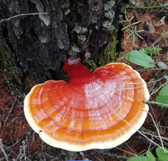 柞树与野生灵芝共生场景