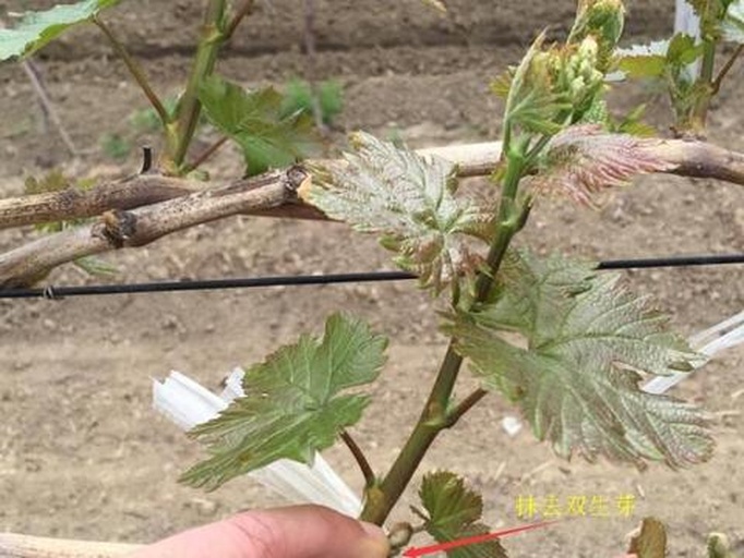 图示葡萄主蔓上的双枝更新结构:一根为当年结果母枝(留4芽),另一根为预备枝(留2芽),二者并列生长。剪刀正剪除上一年的结果枝残段,展示更新过程。线条标注清晰,便于理解 葡萄双枝更新修剪法示意图
