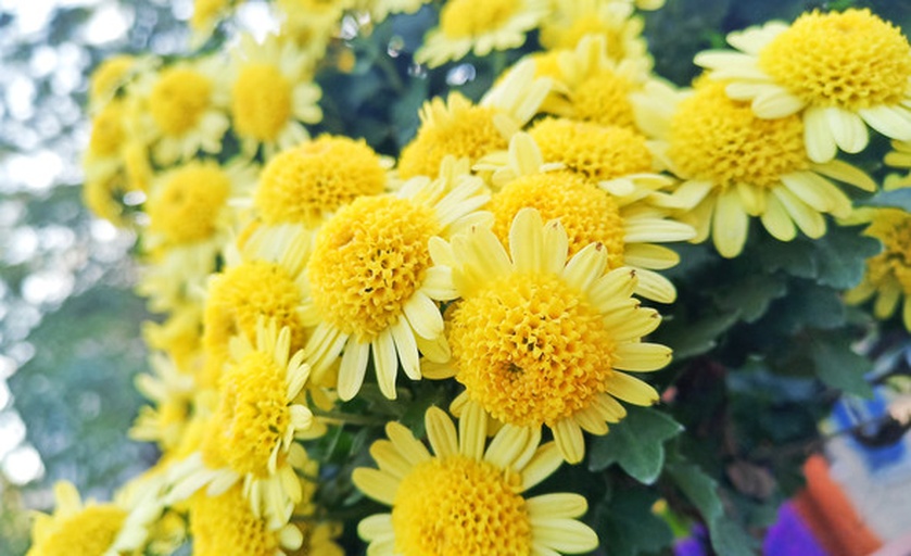 黄胎菊花朵特写