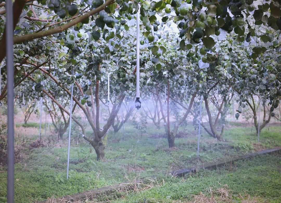 果园中铺设的滴灌管道,确保水分均匀供给,提高果实品质 猕猴桃果园滴灌系统布置