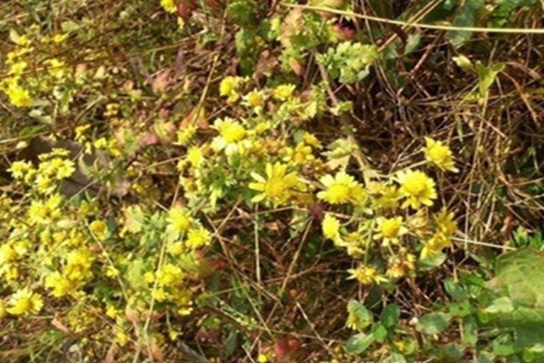 野花丛中的菊科植物群落