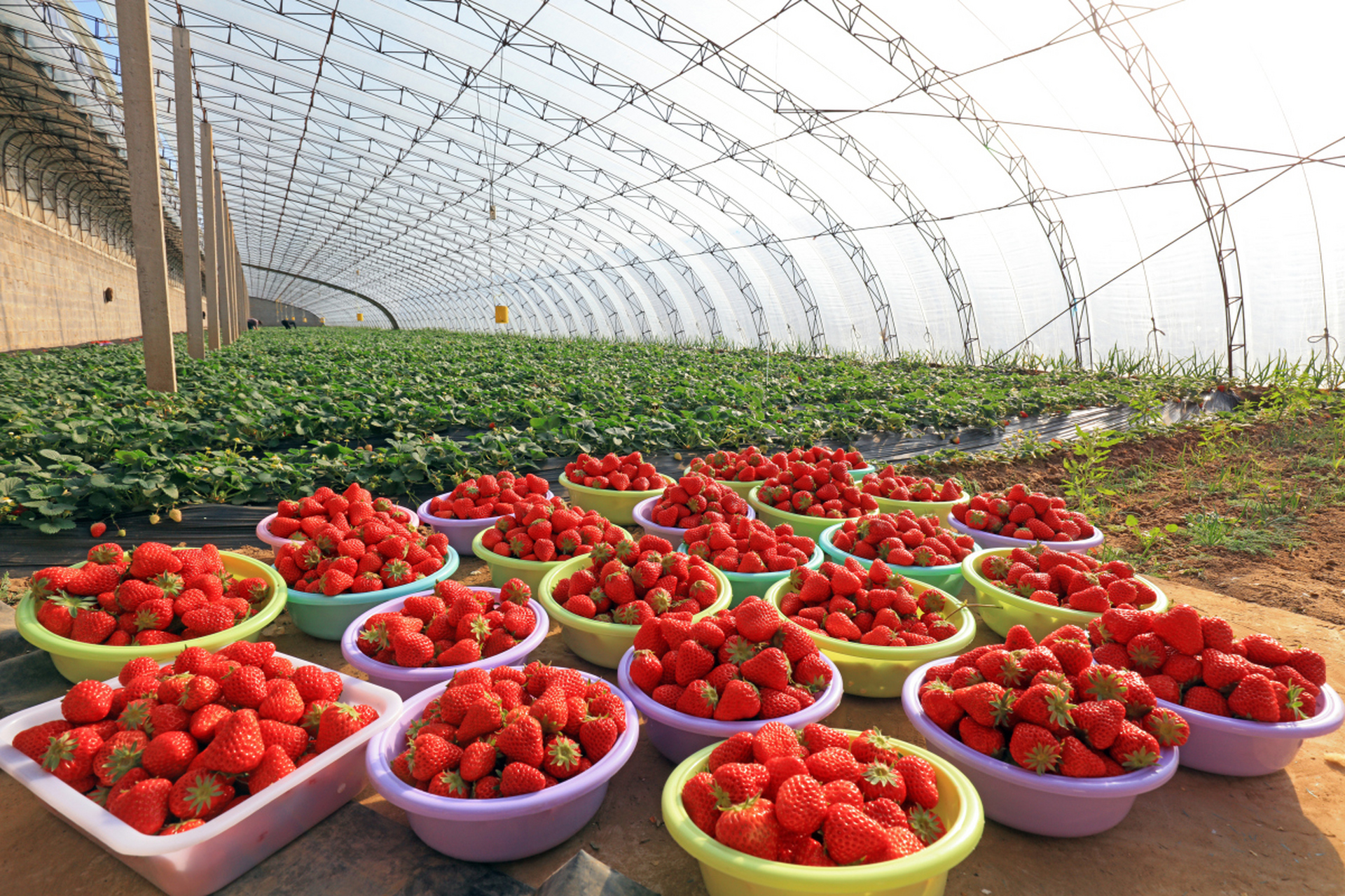 现代化温室大棚内整齐排列的奶油草莓种植垄,植株叶片翠绿,果实红艳饱满悬于叶间,工人正在手工采摘,地面铺设黑色防草膜,体现生态种植管理模式 奶油草莓种植大棚场景