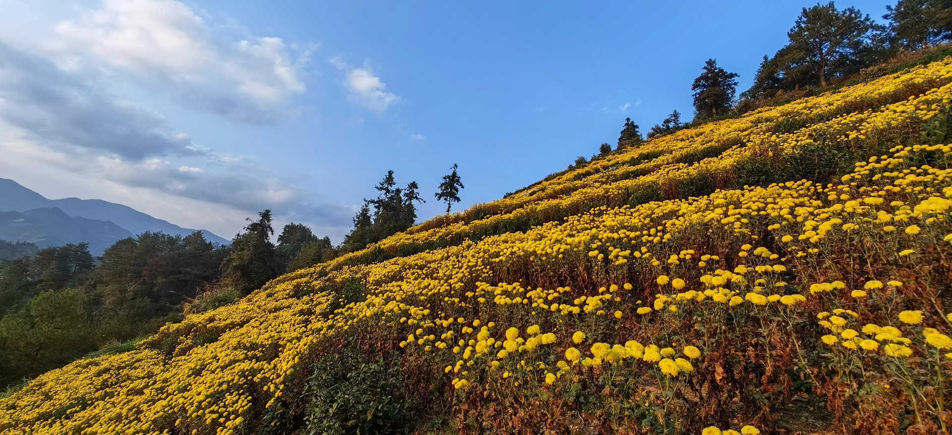 一位身着民族服饰的维吾尔族妇女正在昆仑山脚下手工采摘盛开的天山雪菊,背景为高原蓝天与雪山,近景展示金黄色的完整雪菊花朵,花瓣细长卷曲,花心深褐色,土壤呈砂砾状,体现高寒地区生态特征 天山雪菊采摘场景