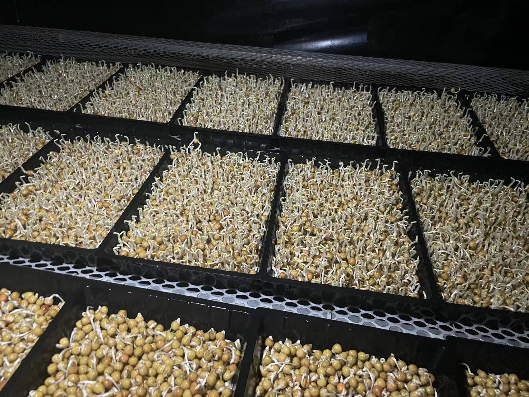 蚕豆在育芽盒中发芽的过程 蚕豆在育芽盒中发芽的过程图,盒子内铺有湿纱布,蚕豆已裂开露出白色嫩芽,环境阴暗整洁