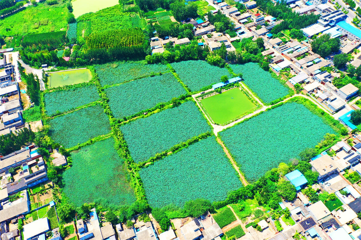 莲藕田间长势航拍图