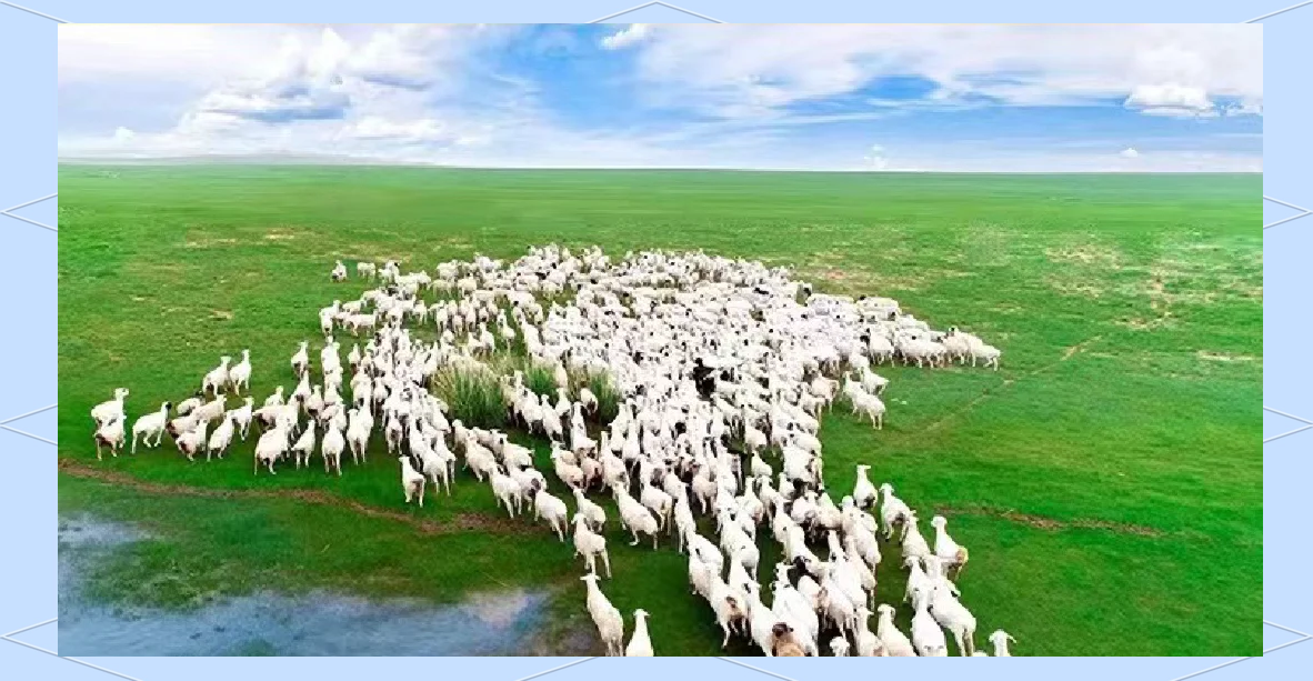 白条羊群体放牧场景