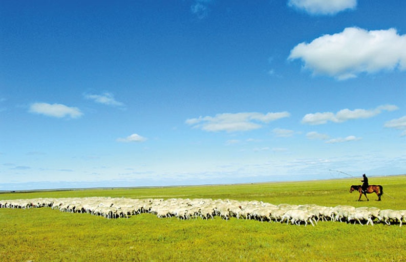 一群蒙古马在辽阔的草原上奔跑,背景为蓝天白云,马匹体型紧凑,四肢粗壮,毛色以棕色和黑色为主,展现出原始野性之美 蒙古马群在草原上奔跑