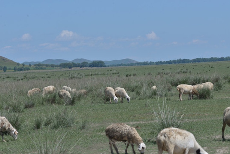 羊驼在安第斯山脉