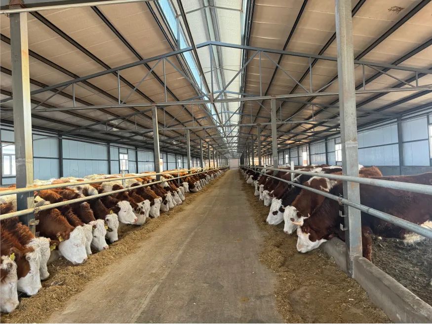 一个现代化肉牛育肥场的全景视图,包括整齐排列的牛舍、中央TMR搅拌车作业区、独立的隔离观察区、粪污处理池和太阳能照明系统,体现规模化、标准化、生态化养殖理念 现代化肉牛育肥场全景图展示科学养殖场景