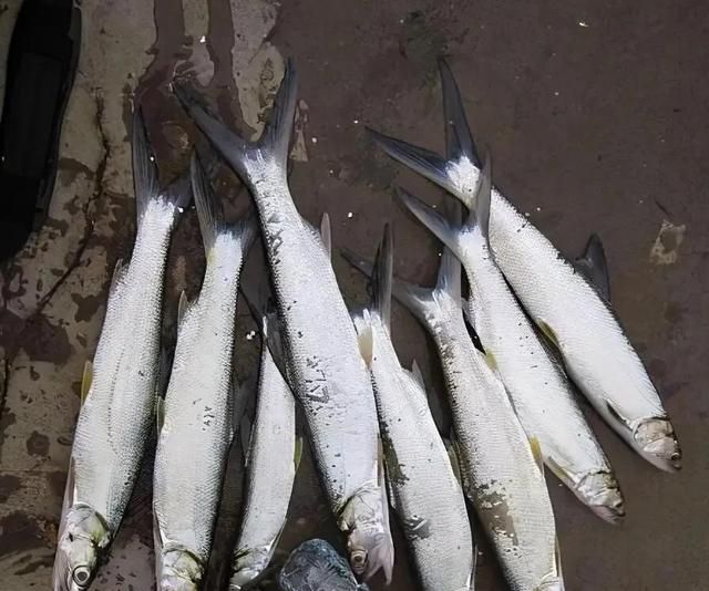 一名渔民站在甲板上展示刚刚捕获的一条大型鲯鳅,鱼身呈现金属蓝绿色光泽,体态修长,尾鳍分叉明显,背景为蔚蓝大海,阳光洒在水面上,体现海洋捕捞的真实场景 渔民展示捕获的大型鲯鳅